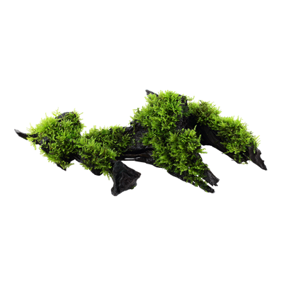 Vesicularia montagnei 'Christmas Moss' auf Wurzel