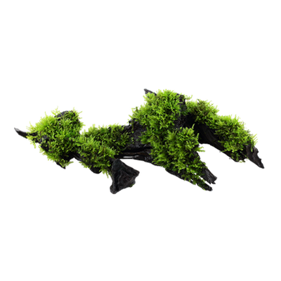 Vesicularia montagnei 'Christmas Moss' auf Wurzel