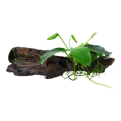 Anubias barteri nana auf Wurzel mit Sauger