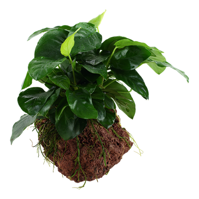 Anubias barteri nana auf Lavastein
