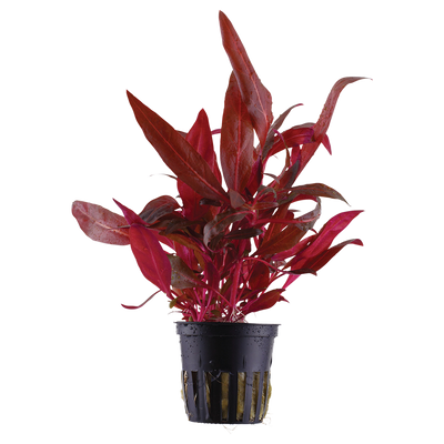 Alternanthera reineckii 'Rosanervig'
