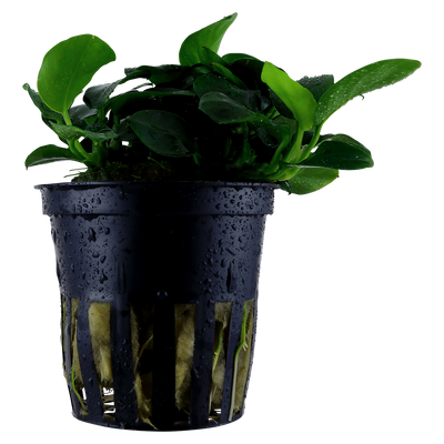 Anubias barteri 'Petite'