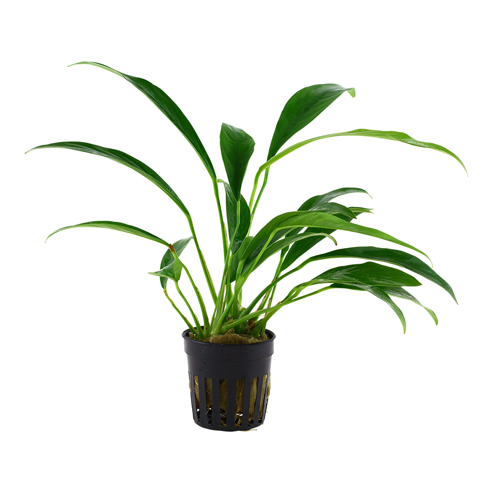 Anubias barteri var. glabra