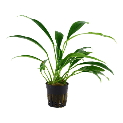 Anubias barteri var. glabra