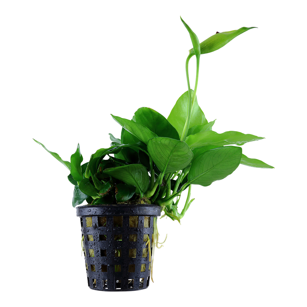Anubias barteri var. nana 'Large'