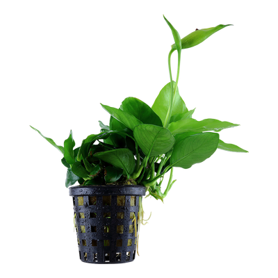 Anubias barteri var. nana 'Large'