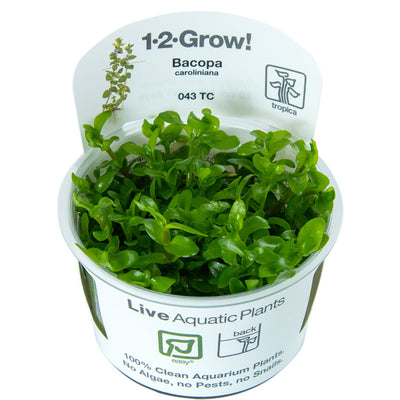Bacopa caroliniana