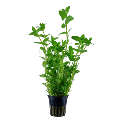 Bacopa caroliniana