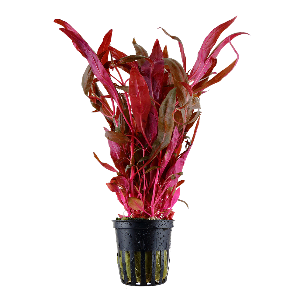 Alternanthera reineckii 'Pink'