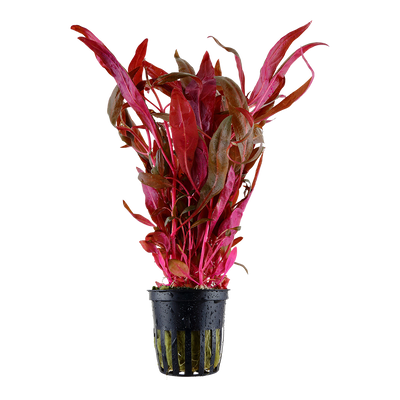 Alternanthera reineckii 'Pink'