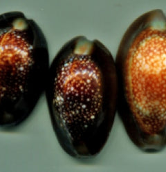 Monetaria caputserpentis