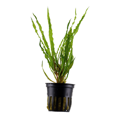 Cryptocoryne crispatula