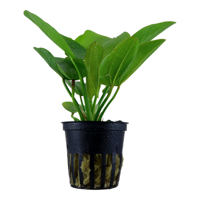 Echinodorus 'Aquartica'