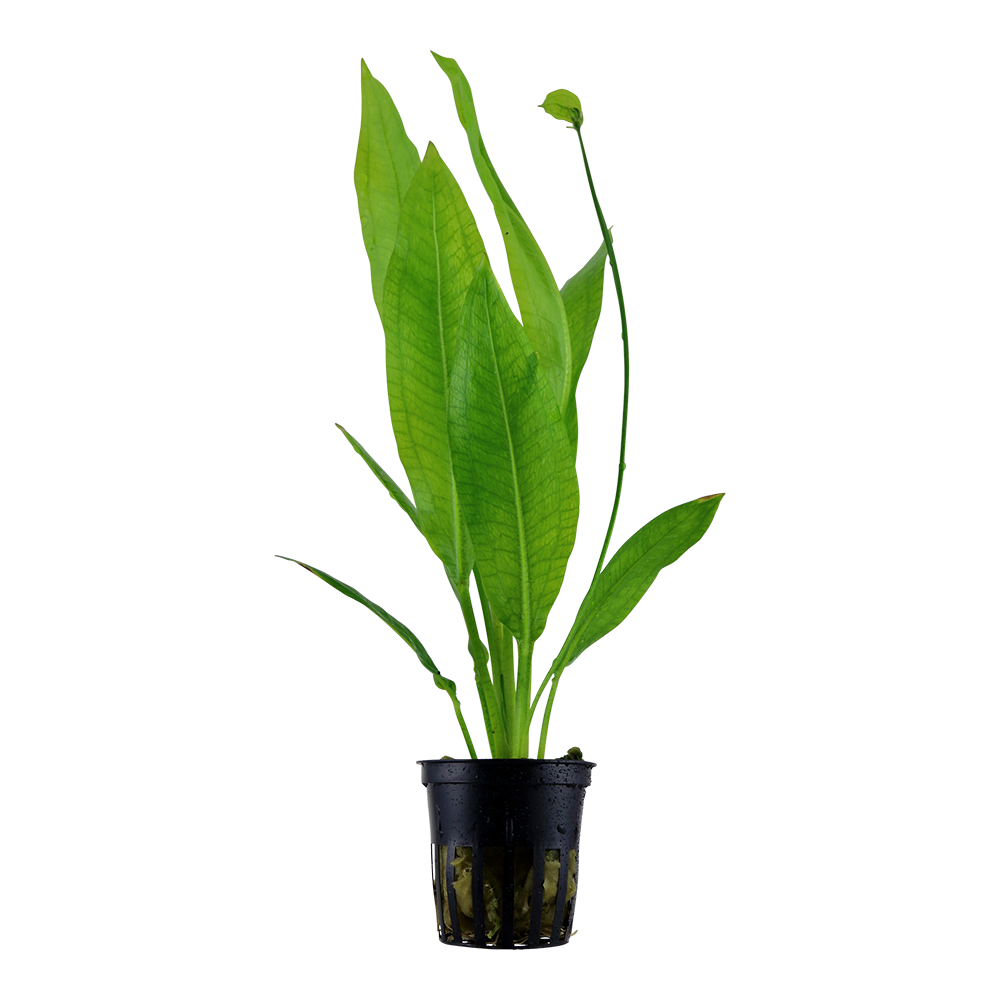 Echinodorus grisebachii 'Bleherae'