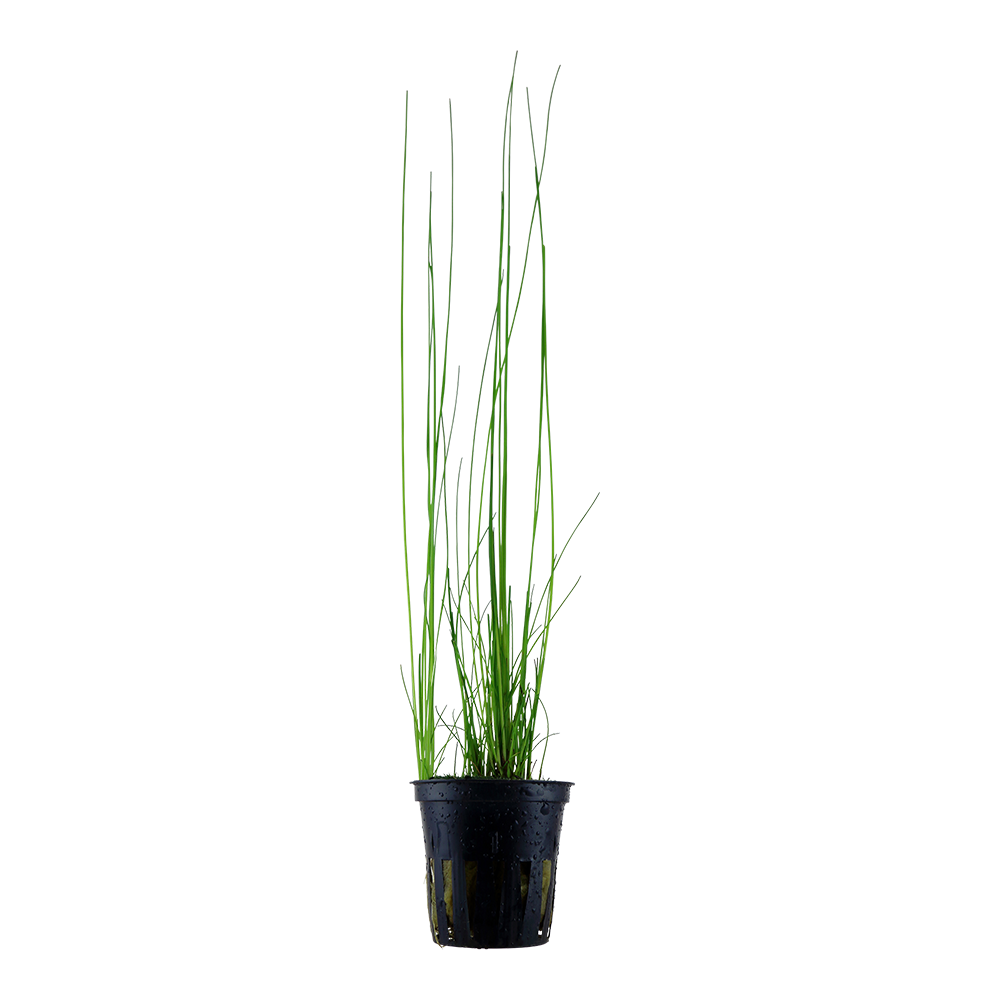 Eleocharis montevidensis