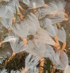Bispera brunnea (White)