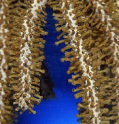 Plexaurella