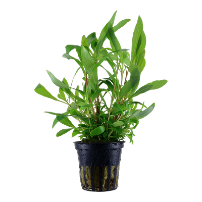 Hygrophila corymbosa 'Siamensis'