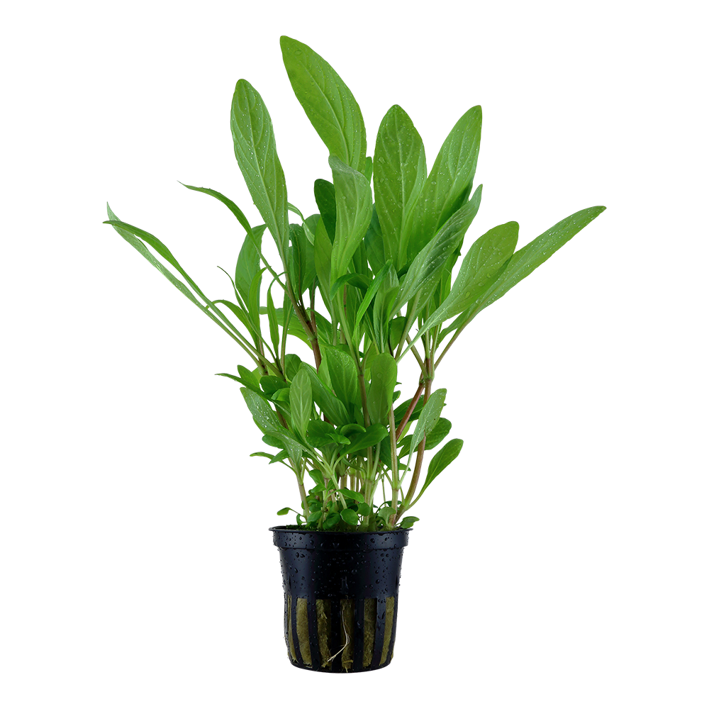 Hygrophila costata