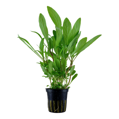 Hygrophila costata