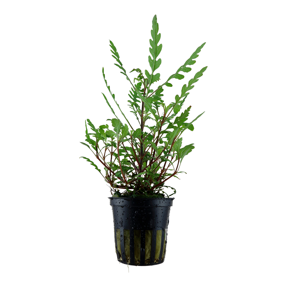 Hygrophila pinnatifida