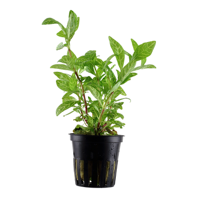 Hygrophila polysperma 'Rosanervig'