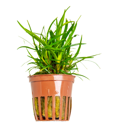 Eriocaulon sp. 'Vietnam'