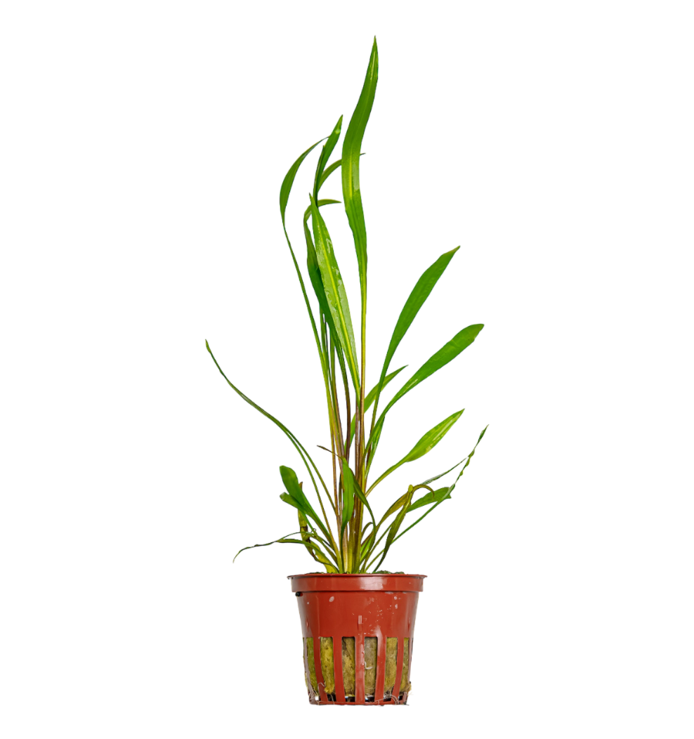 Cryptocoryne spiralis 'Red'