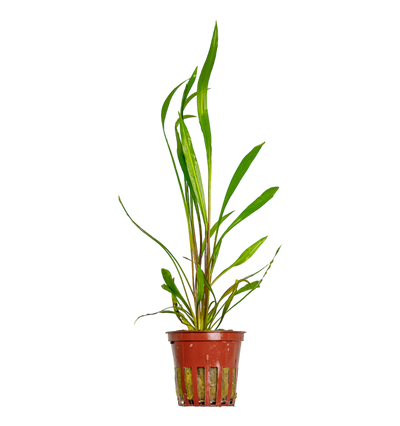 Cryptocoryne spiralis 'Red'
