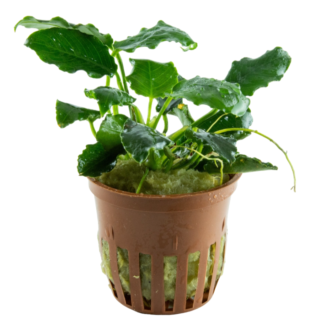 Anubias barteri var. nana ’Kirin’