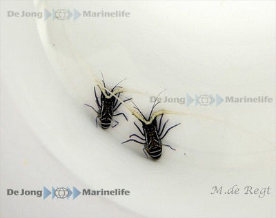 Panulirus versicolor