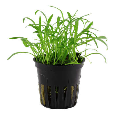 Lilaeopsis brasiliensis