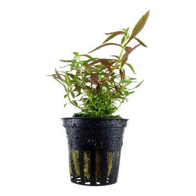 Limnophila hippuridoides