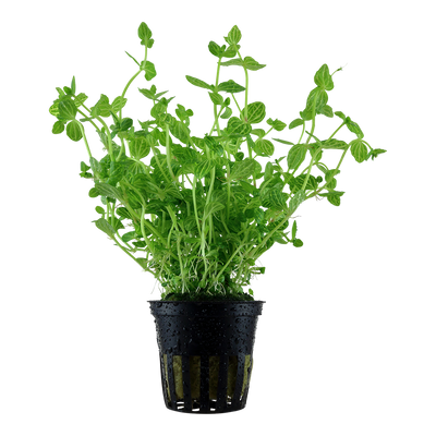 Lindernia rotundifolia