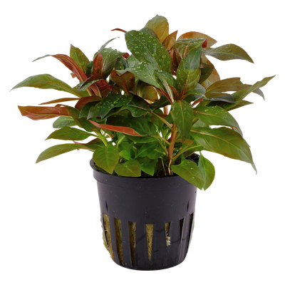 Ludwigia glandulosa