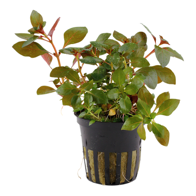 Ludwigia repens 'Rubin'