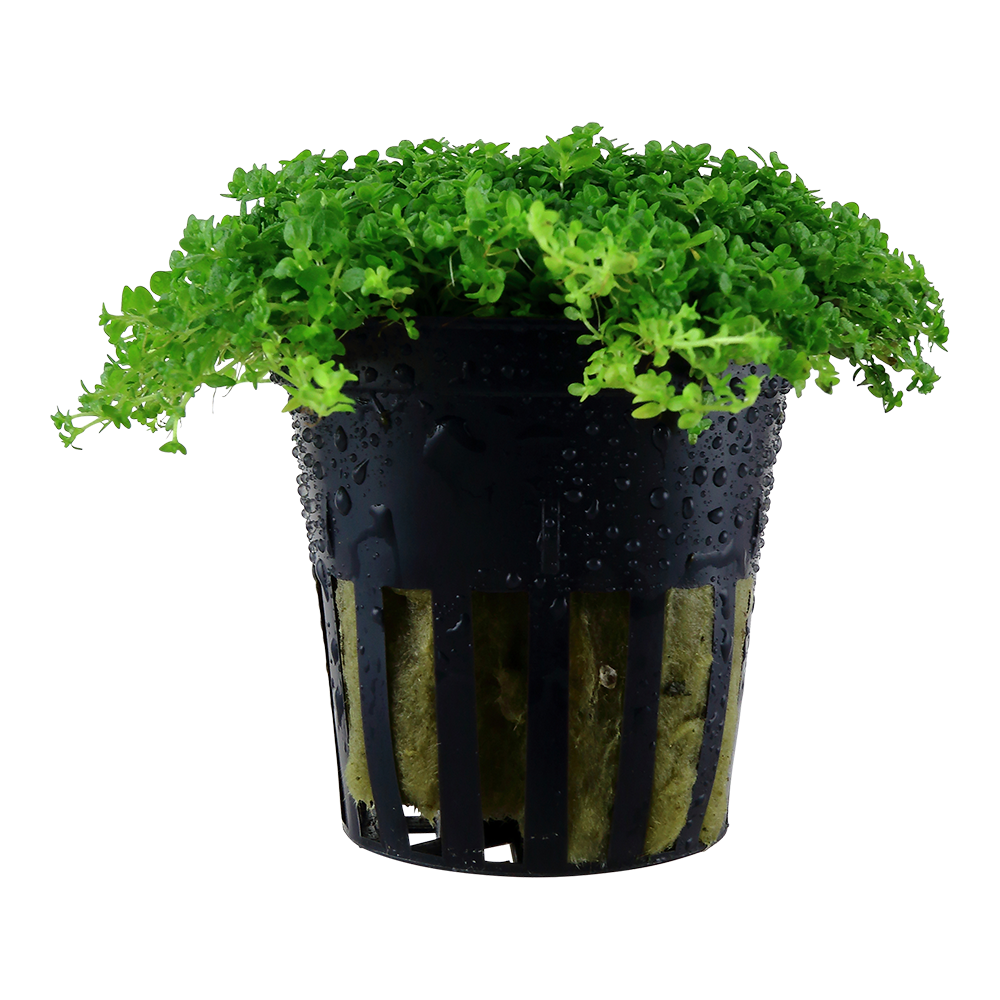 Micranthemum callitrichoides ´Cuba´