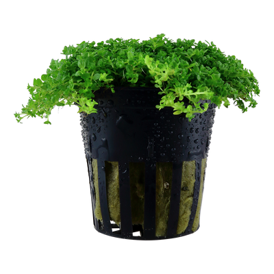 Micranthemum callitrichoides ´Cuba´