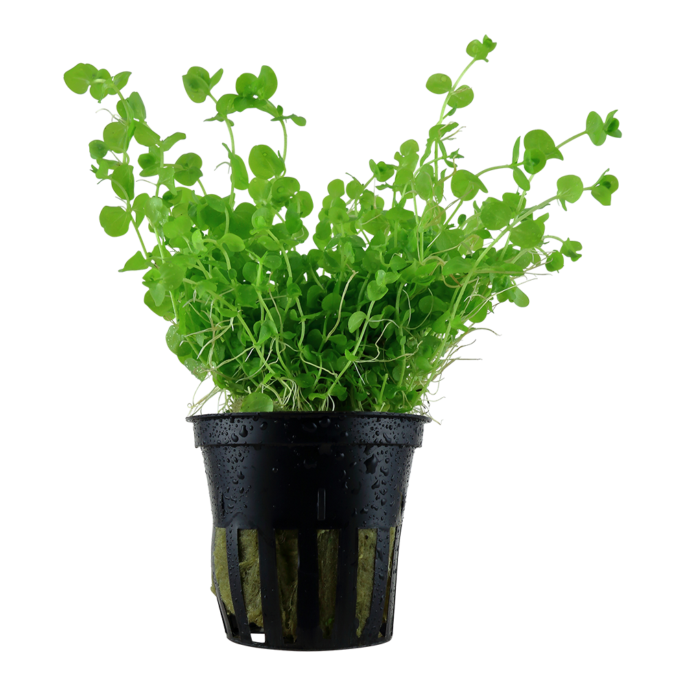 Micranthemum umbrosum
