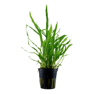 Microsorum pteropus 'Narrow'