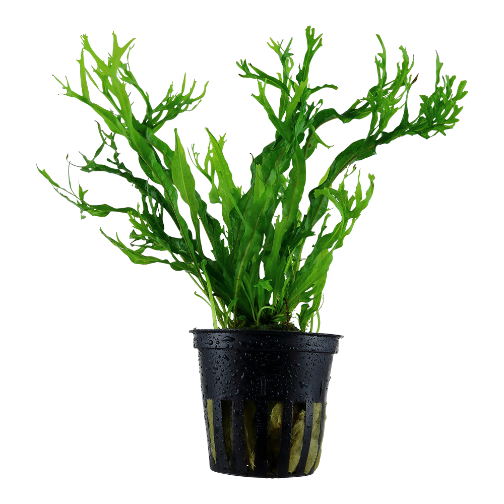 Microsorum pteropus 'Windeløv'