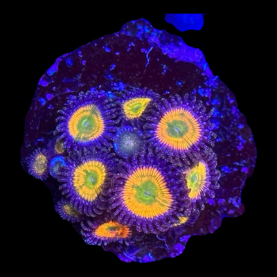Zoanthus sp. 'SUNNY D' 7422