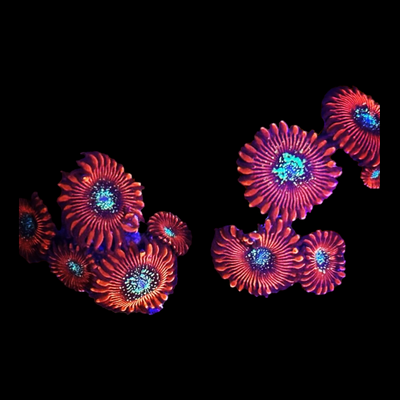Zoanthus sp. ' MAGICIANS' 7424