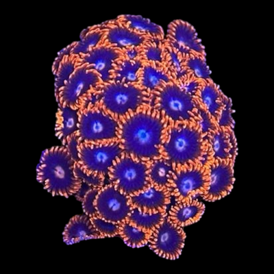Zoanthus spec.