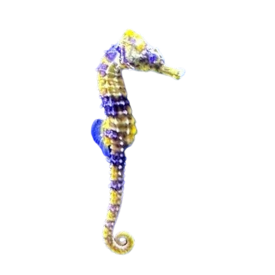 Hippocampus erectus „yellow - gray“ (Seepferdchen)
