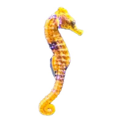 Hippocampus erectus „orange - gray“ (Seepferdchen)
