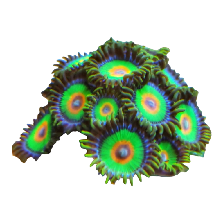 Zoanthus spec. 'RASTA'