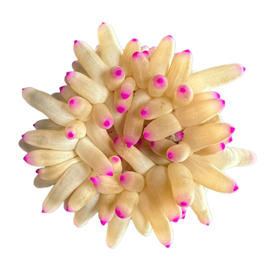 Condylatis gigantea 'pink tip' WYSIWYG 7417