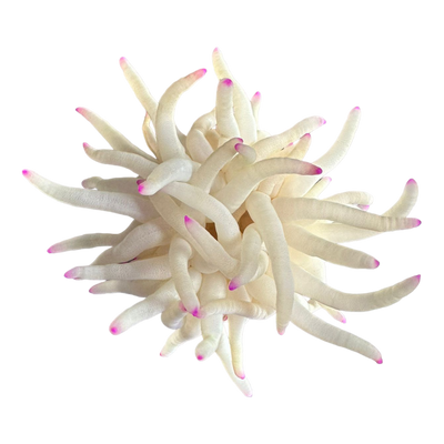 Condylatis gigantea 'pink tip' WYSIWYG 7411