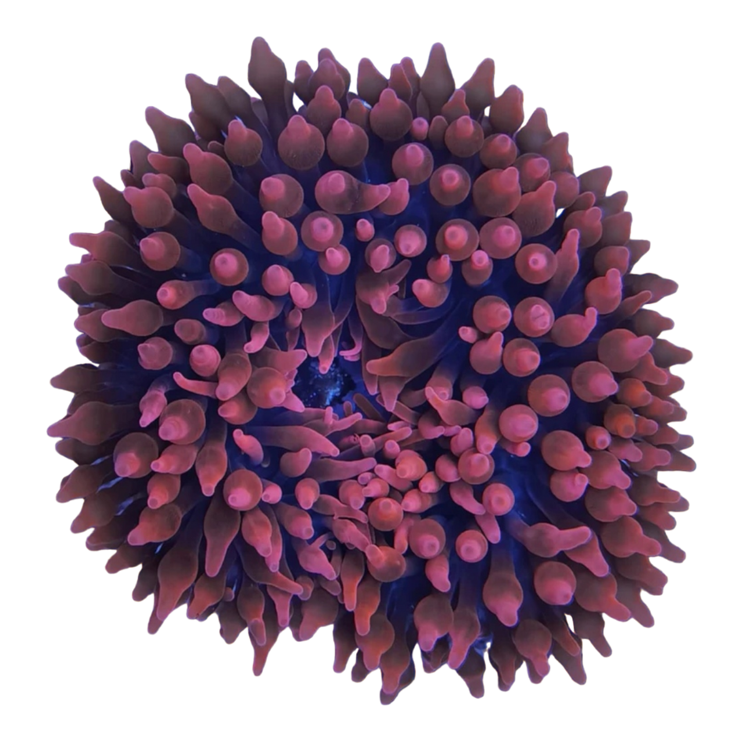 Entacmaea sp. (Blasenanemone) NACHZUCHT